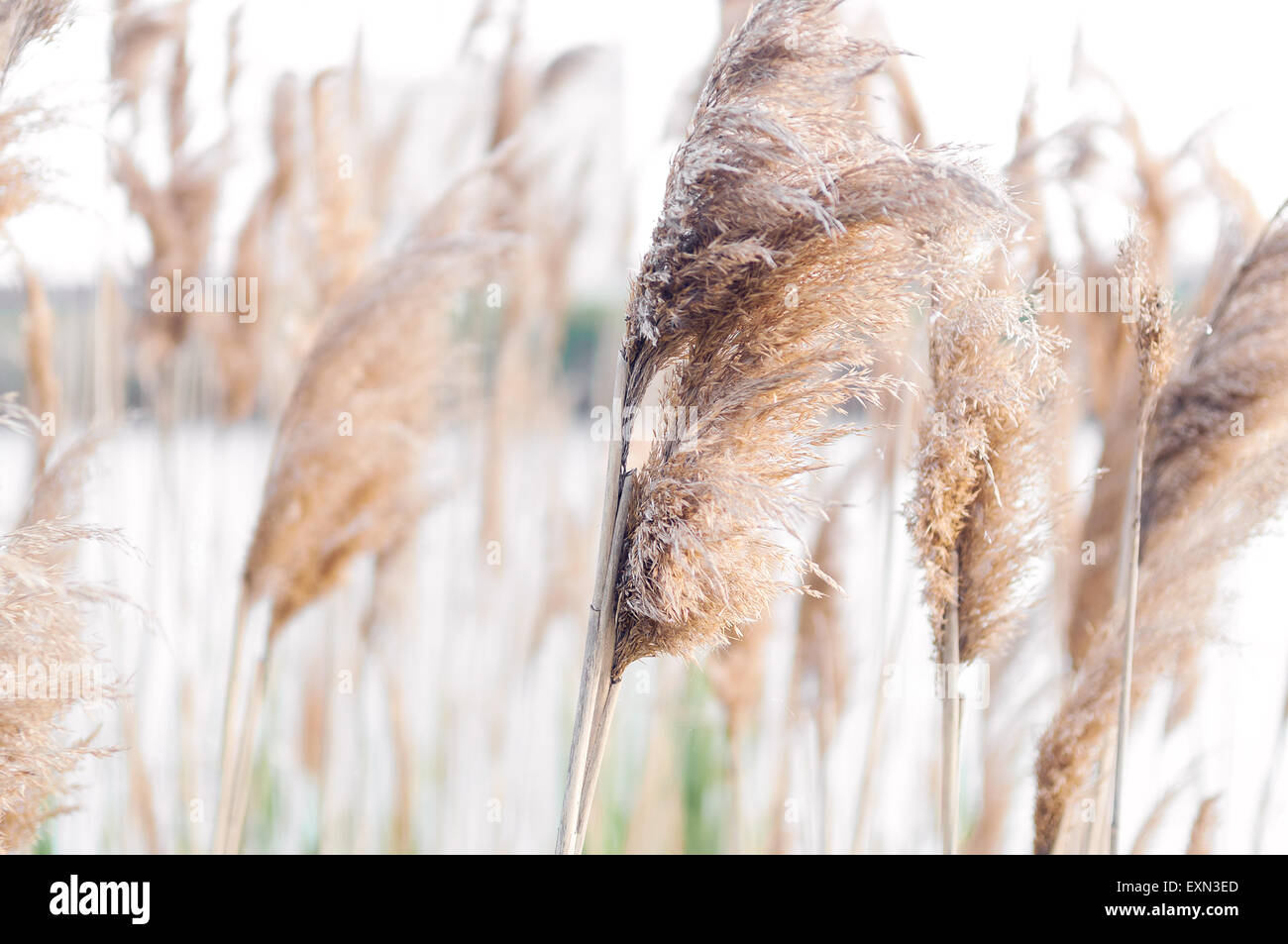 Reed grass family Fotos und Bildmaterial in hoher Auflösung Alamy