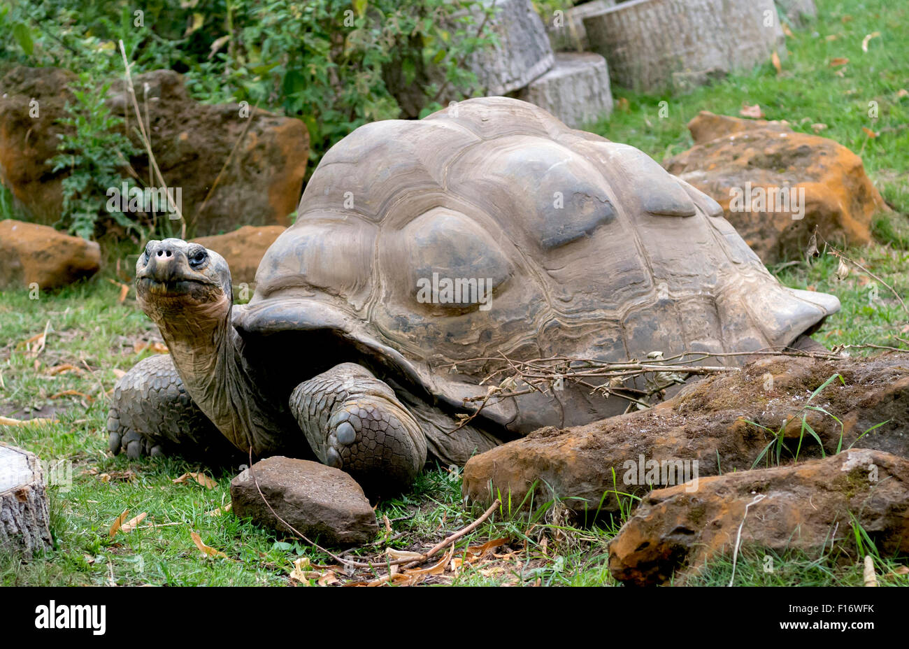 Schildkröte groß Stockfoto, Bild 86818247 Alamy