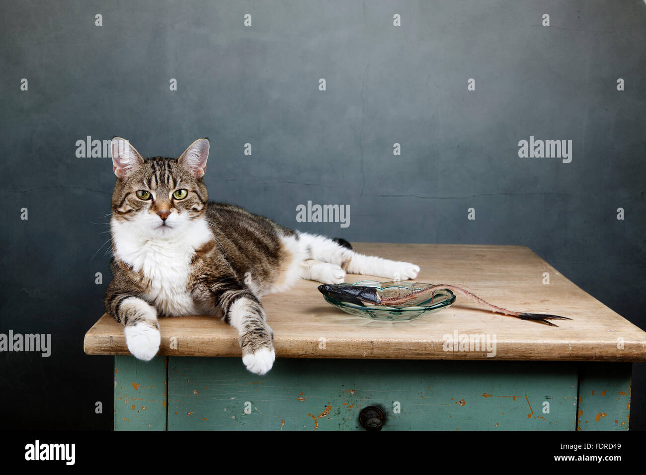 Katzen Skelett Stockfotos und bilder Kaufen Alamy