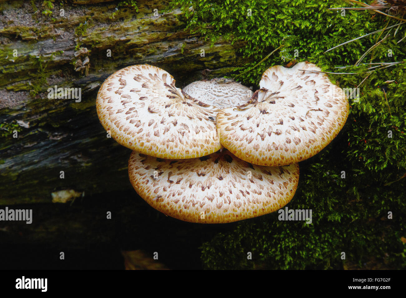 Marie Zu Stockfotos & Marie Zu Bilder Seite 3 Alamy