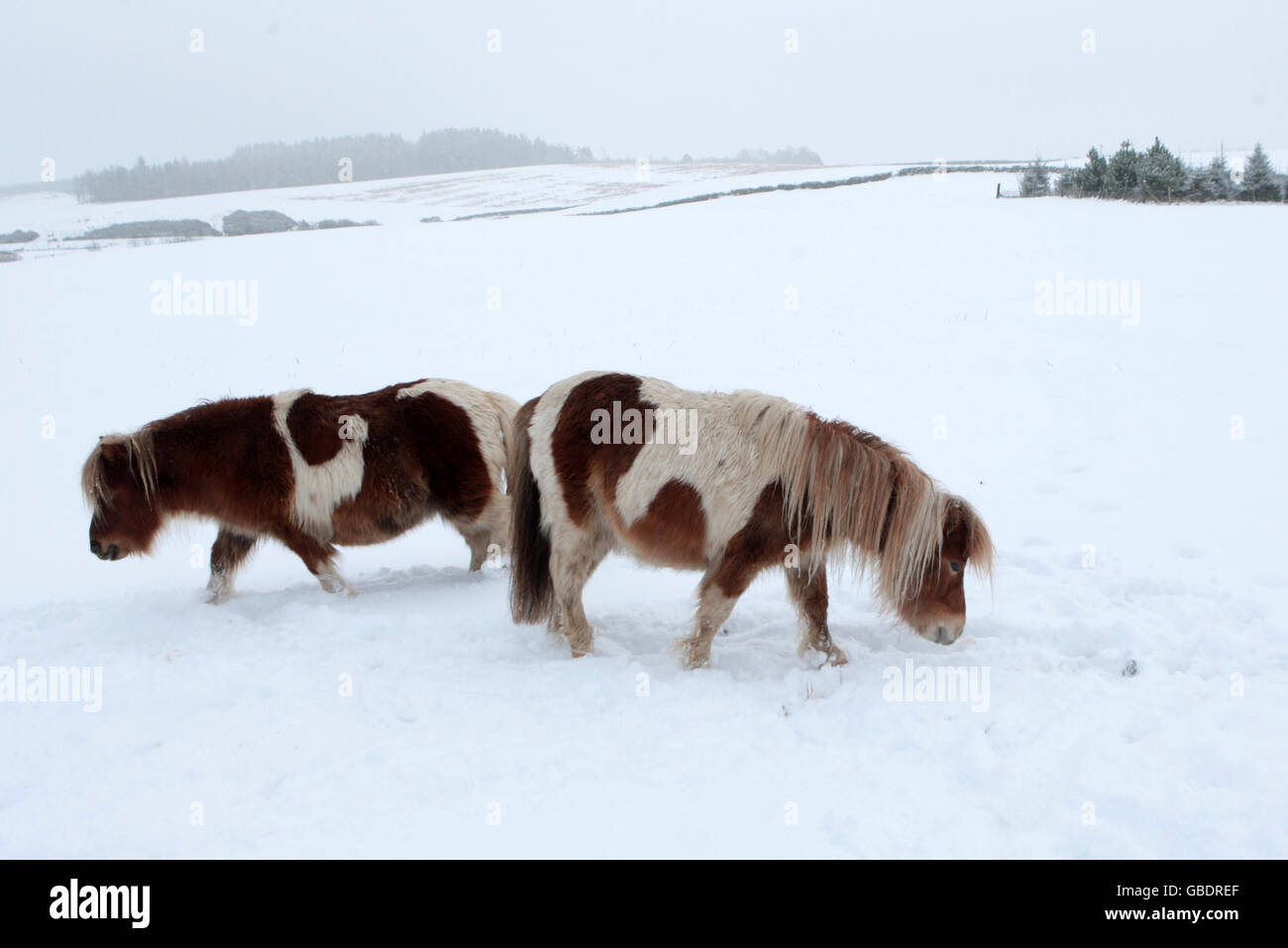 Shetland ponies snow Fotos und Bildmaterial in hoher Auflösung