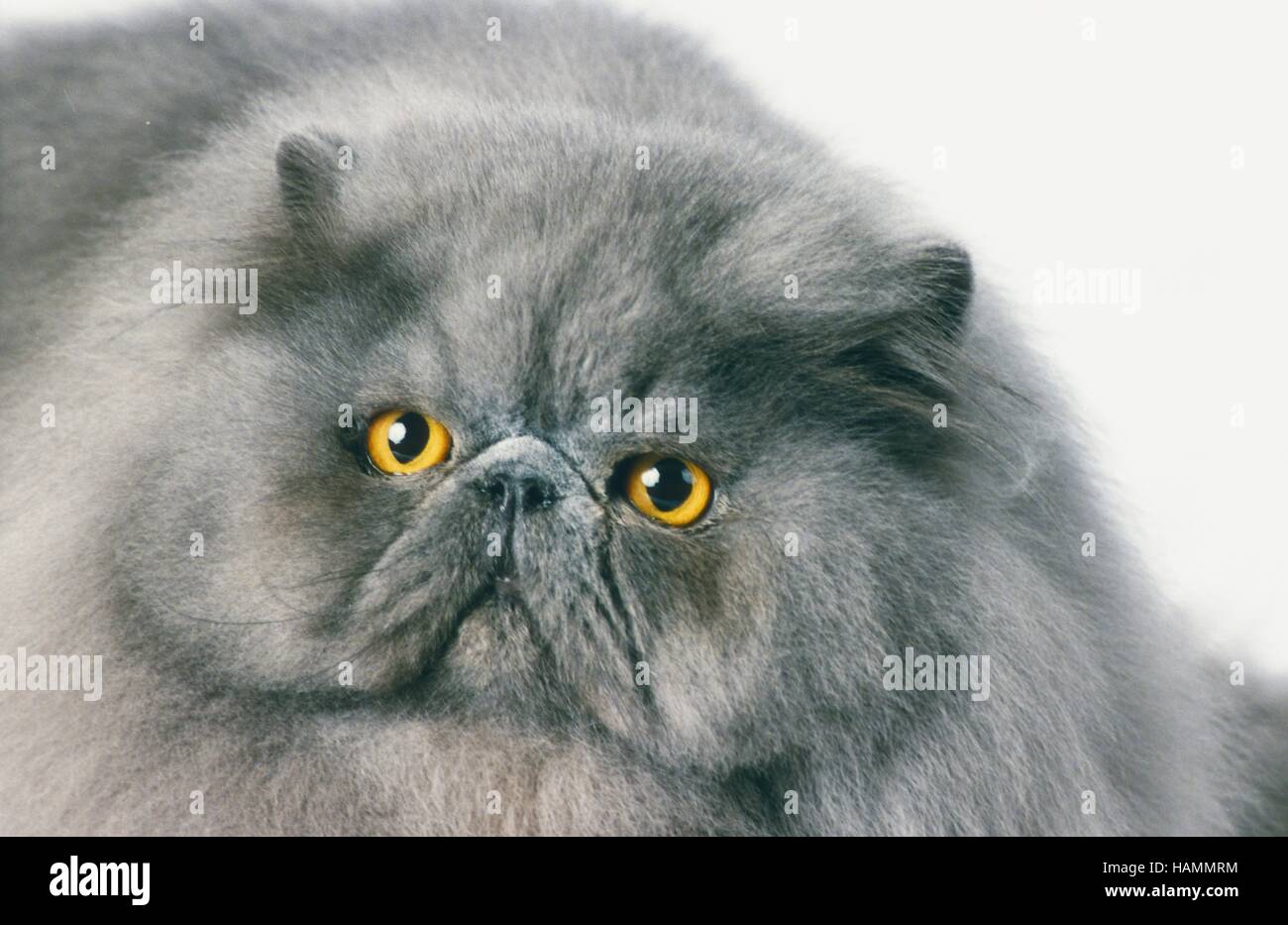 Perserkatze Stockfotografie Alamy