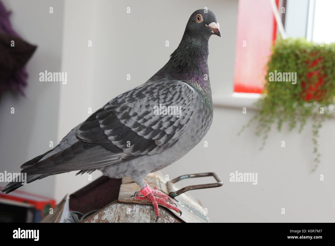 Carrier Pigeon Mail Stockfotos & Carrier Pigeon Mail Bilder Alamy