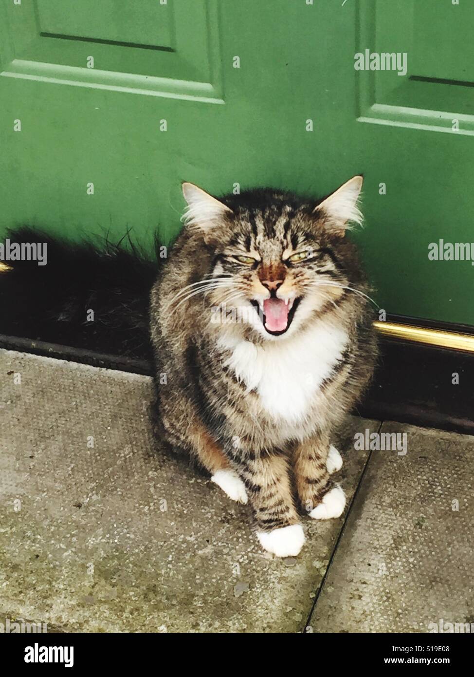 Katze schreit Stockfoto, Bild 310609832 Alamy