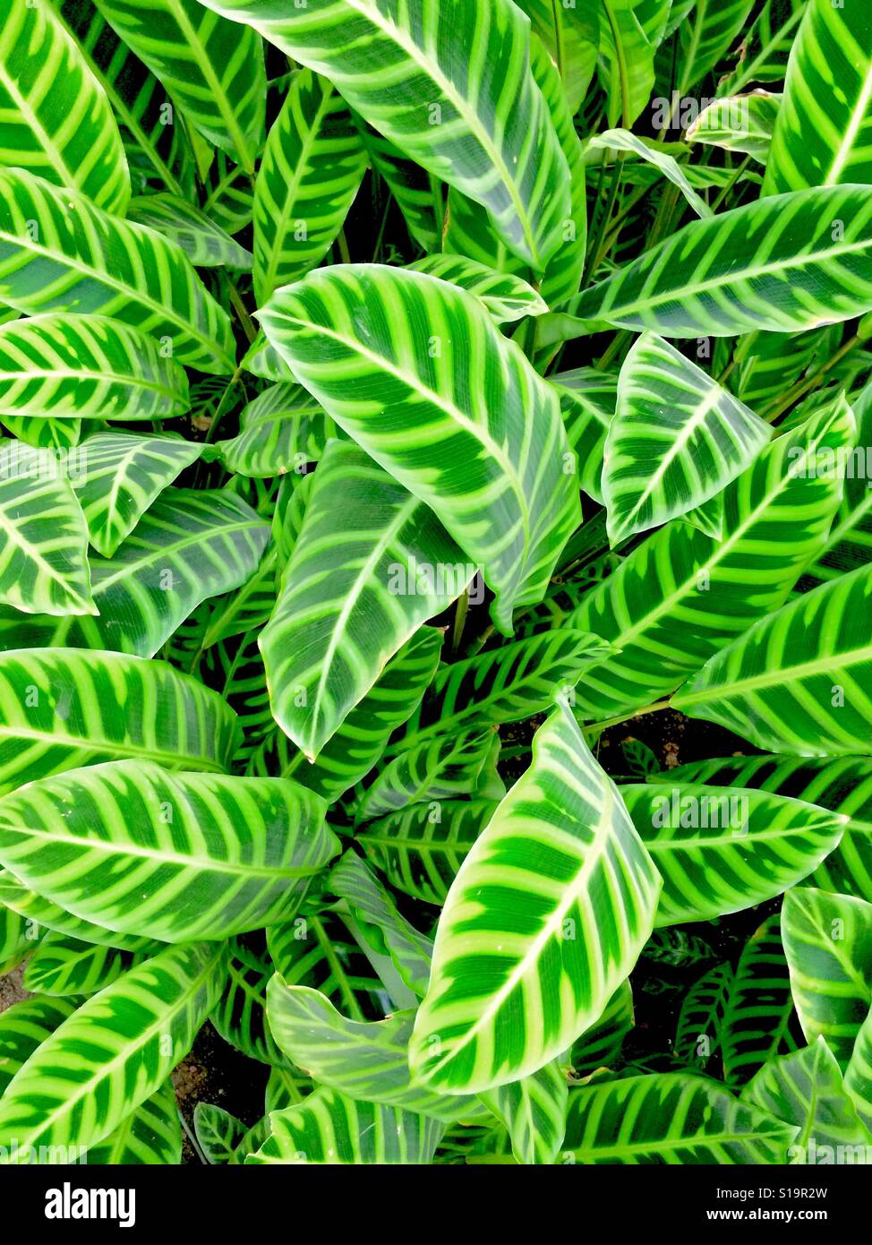 Gemusterte Blätter Stockfoto, Bild 310616961 Alamy