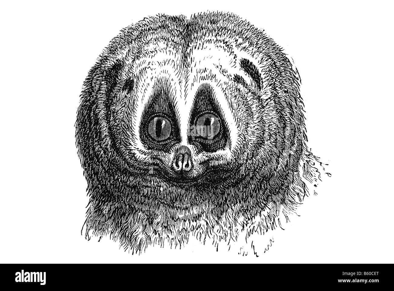 Gattung aus der primatenfamilie der loris fotografías e imágenes de