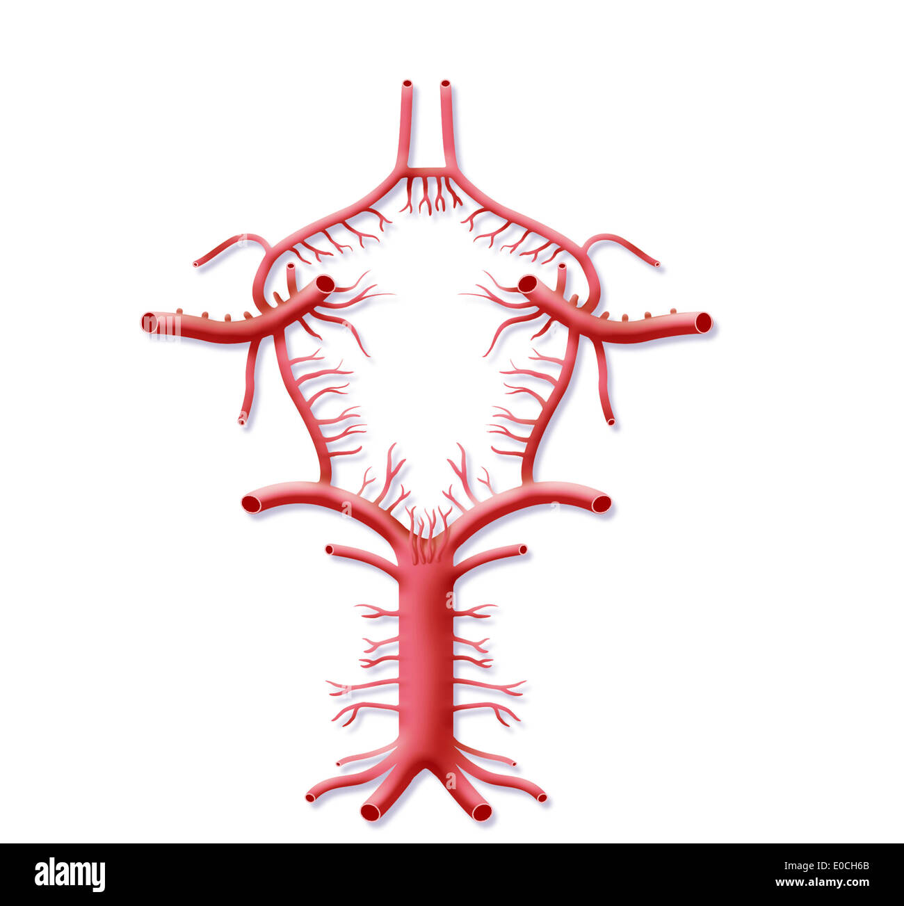 Arteria Cerebelosa Inferior Posterior Fotos e Imágenes de stock Alamy