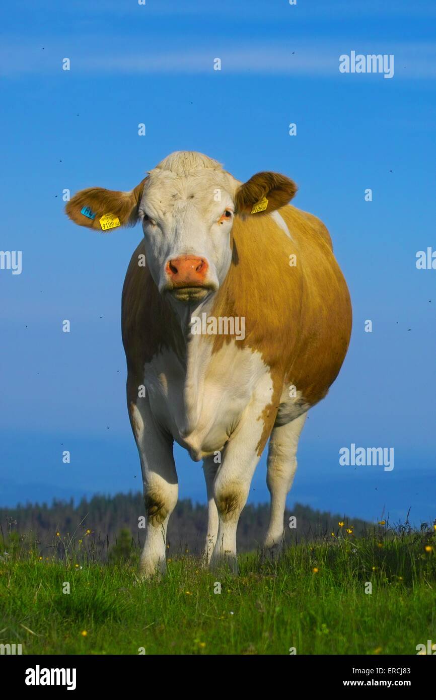 Ganado de color rojo fotografías e imágenes de alta resolución Alamy