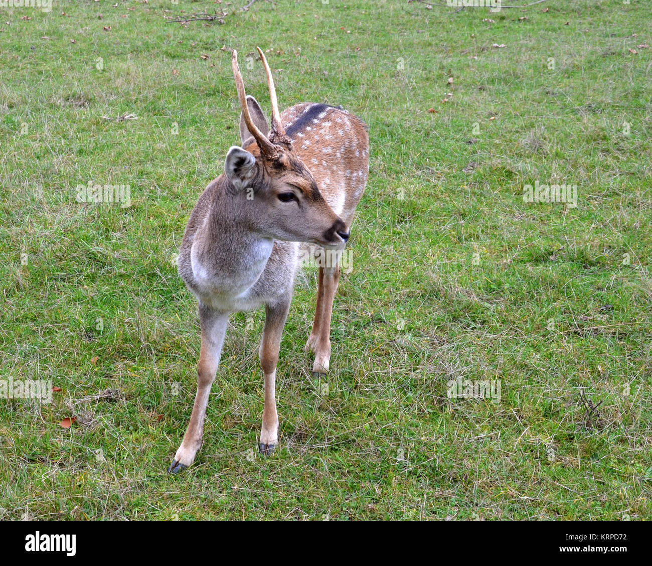 Granja de roebuck fotografías e imágenes de alta resolución Alamy