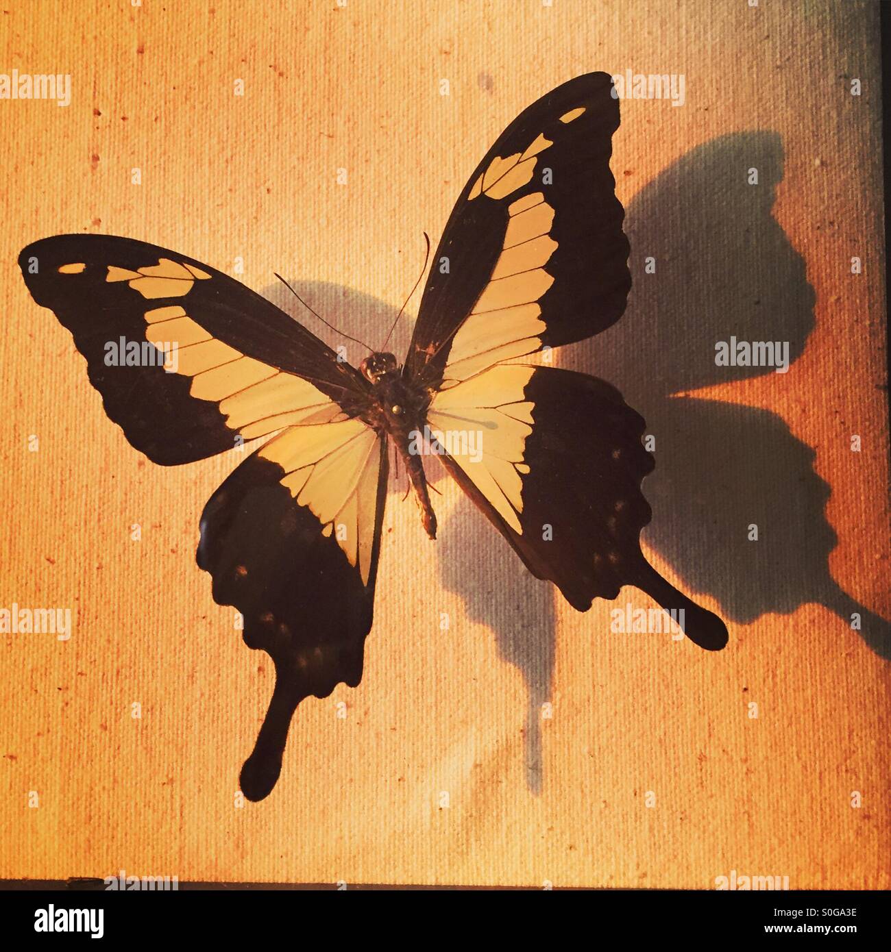 Sombra de mariposa fotografías e imágenes de alta resolución Alamy