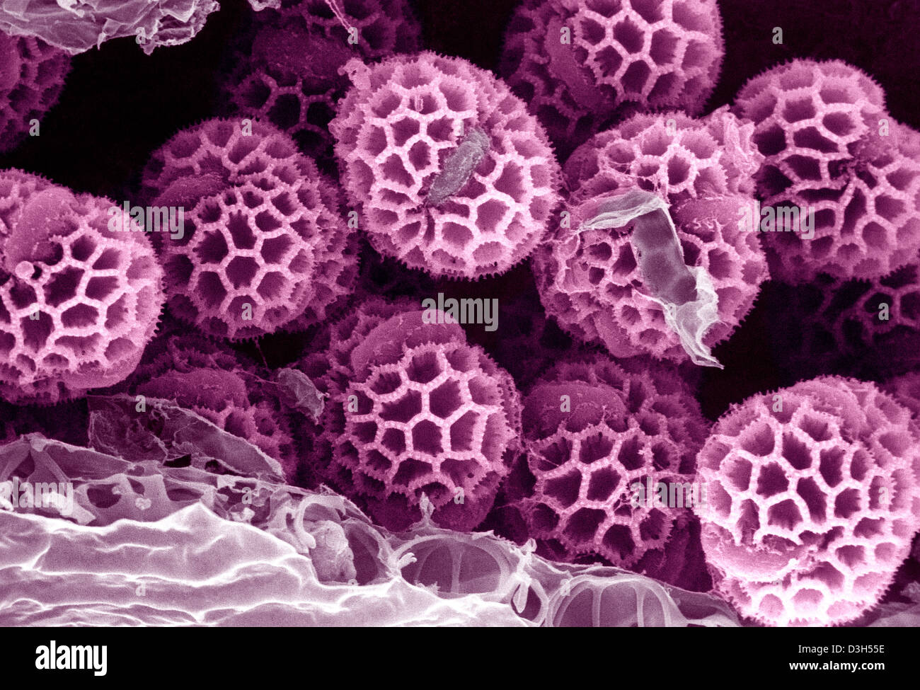 Electron microscope pollen rose Banque de photographies et d’images à haute résolution Alamy
