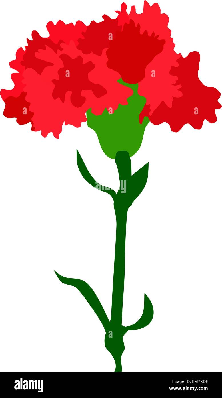 Carnation flower Banque d'images vectorielles Alamy