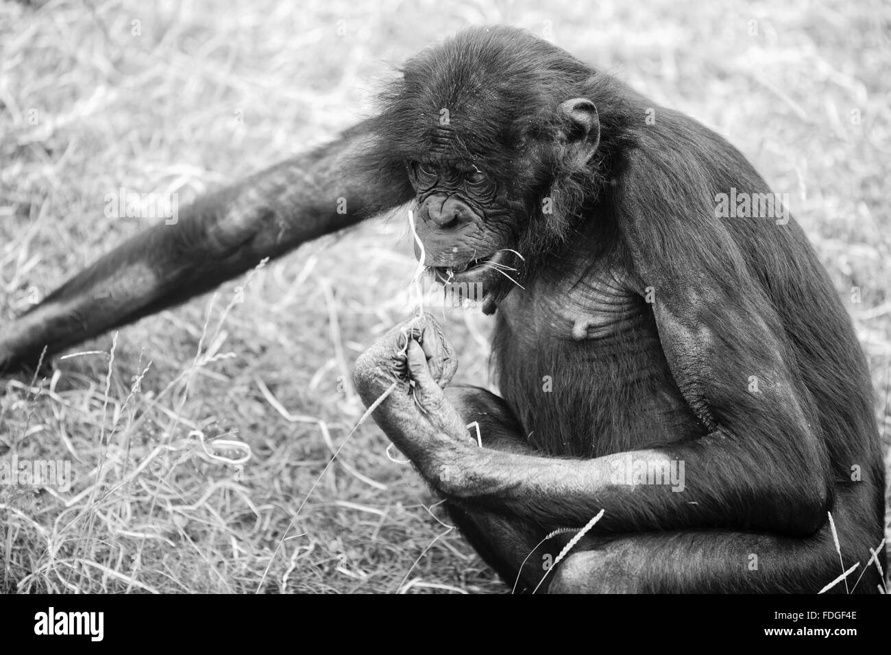 Bonobos Banque d'image et photos Alamy
