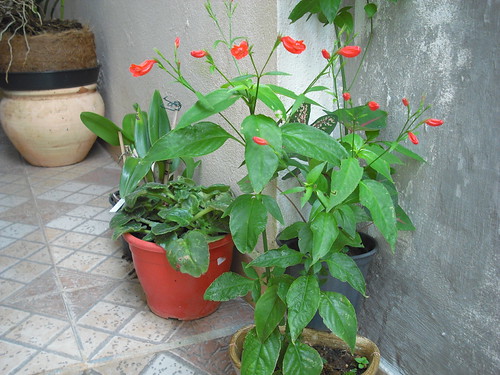 O Pingo De Sangue [1924] bittorrentbb