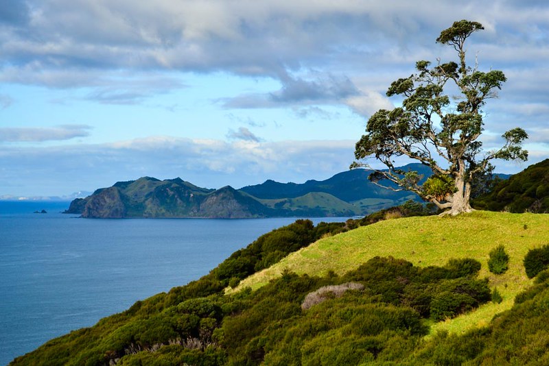 New Zealand Walks for Wimps Coromandel Walkway
