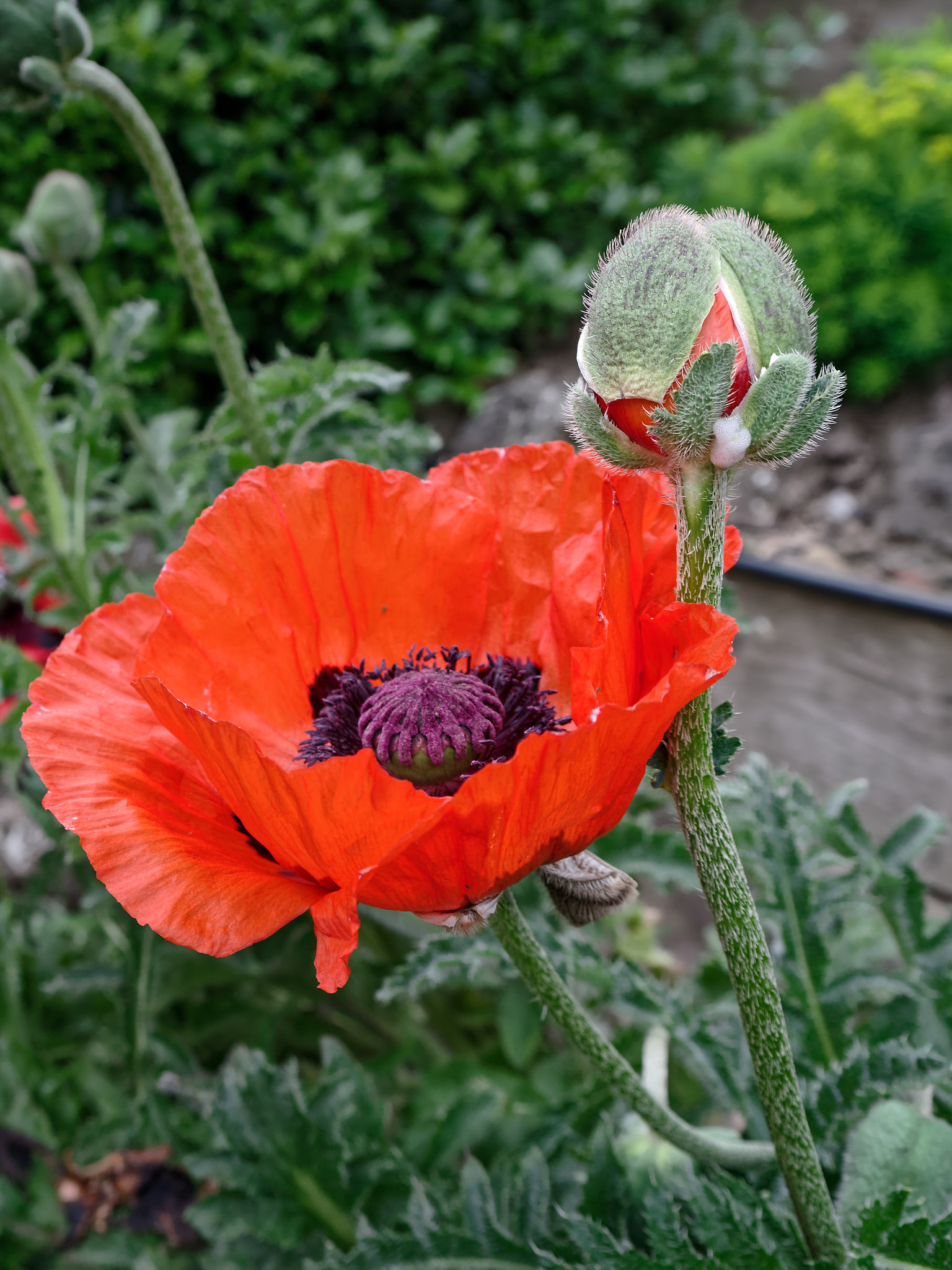 Large Poppy flower [oc] [1536x2048] r/BotanicalPorn