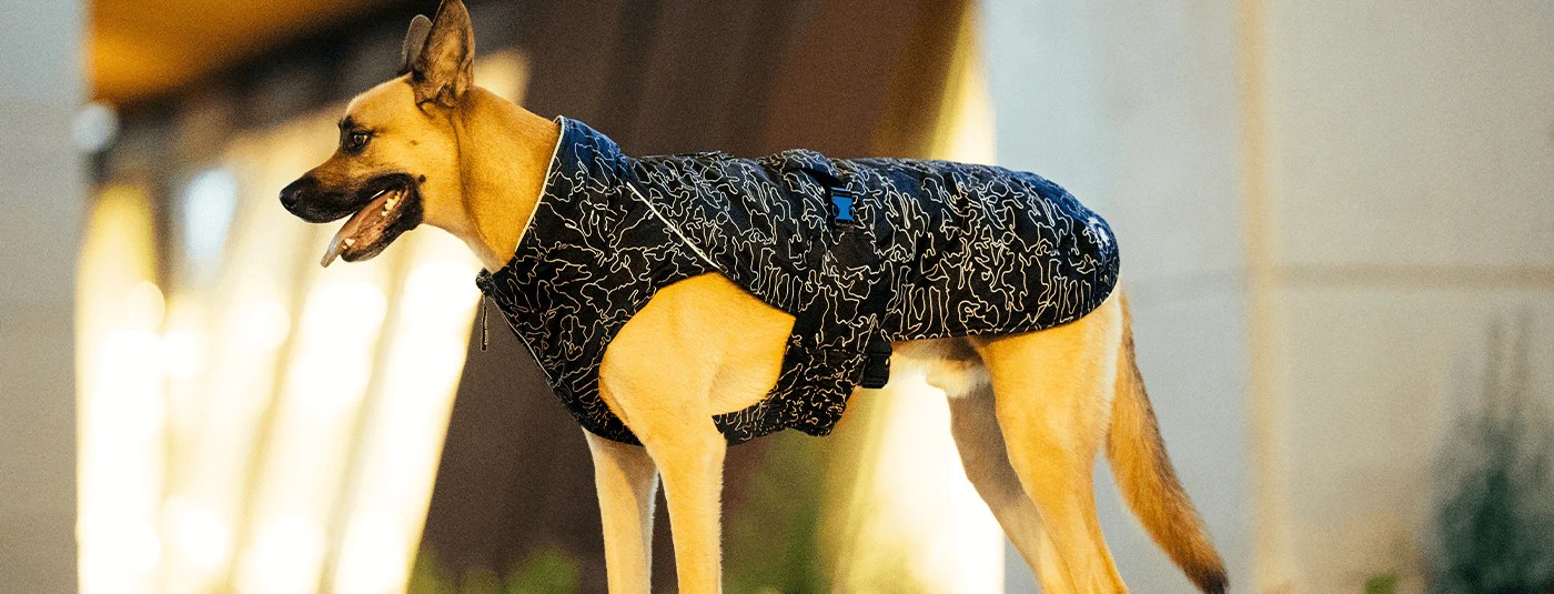 The Best Large Dog Clothes for Every Season Canada Pooch