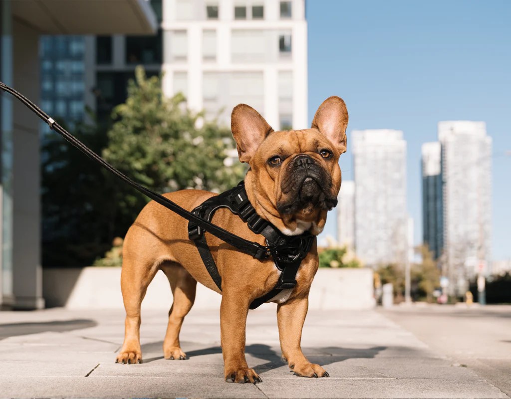 Dog Harnesses NoPull, Comfortable, & Secure Harnesses Canada Pooch