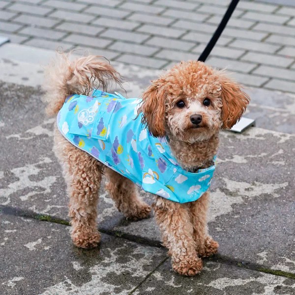 Torrential Tracker Wet Reveal Dog Coat With Pockets Canada Pooch