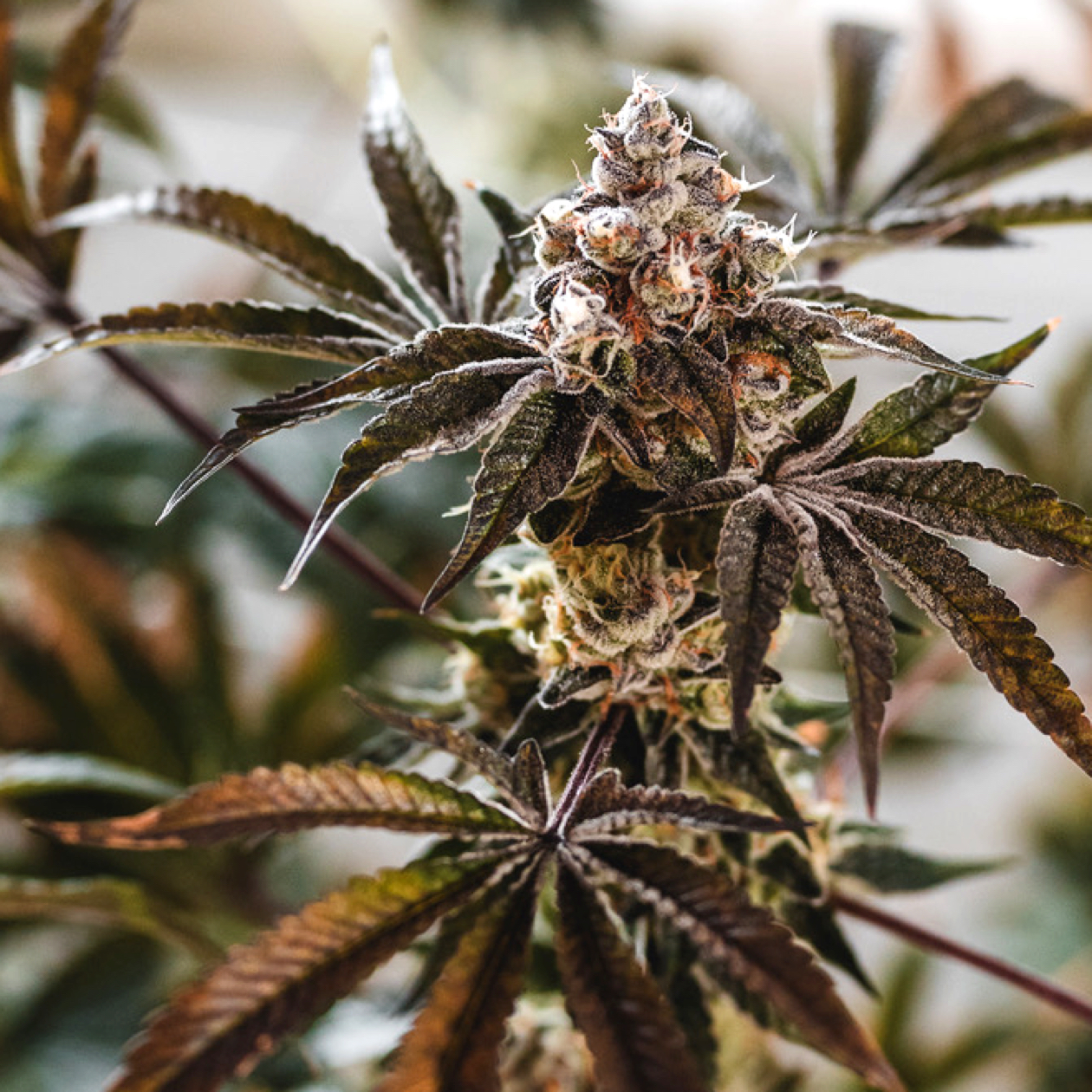 Buy Punch Cake Marijuana Seeds Online Elev8 Seeds