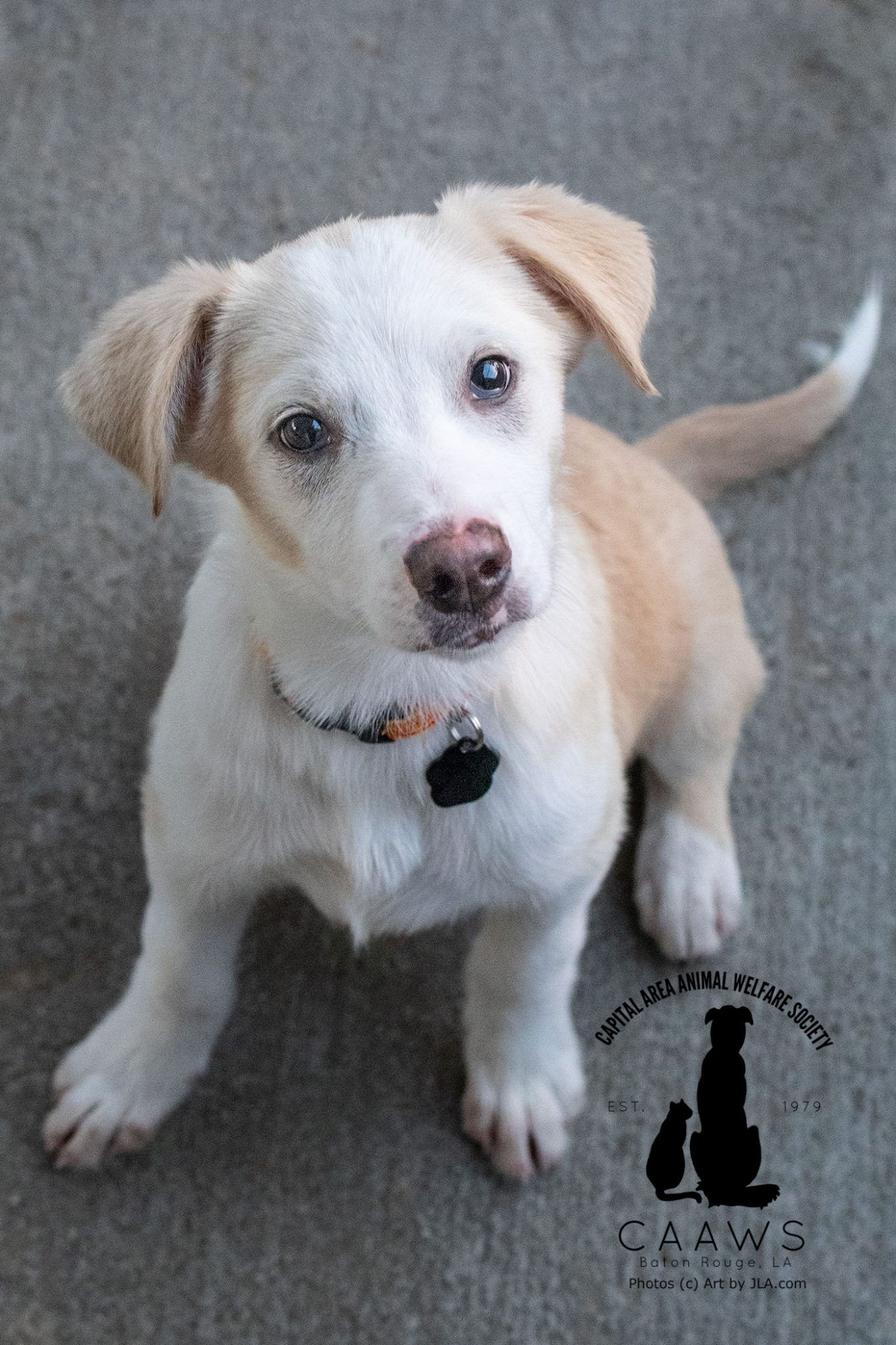 Dogs for Adoption in Baton Rouge Get a Pet from the CAAWS Shelter