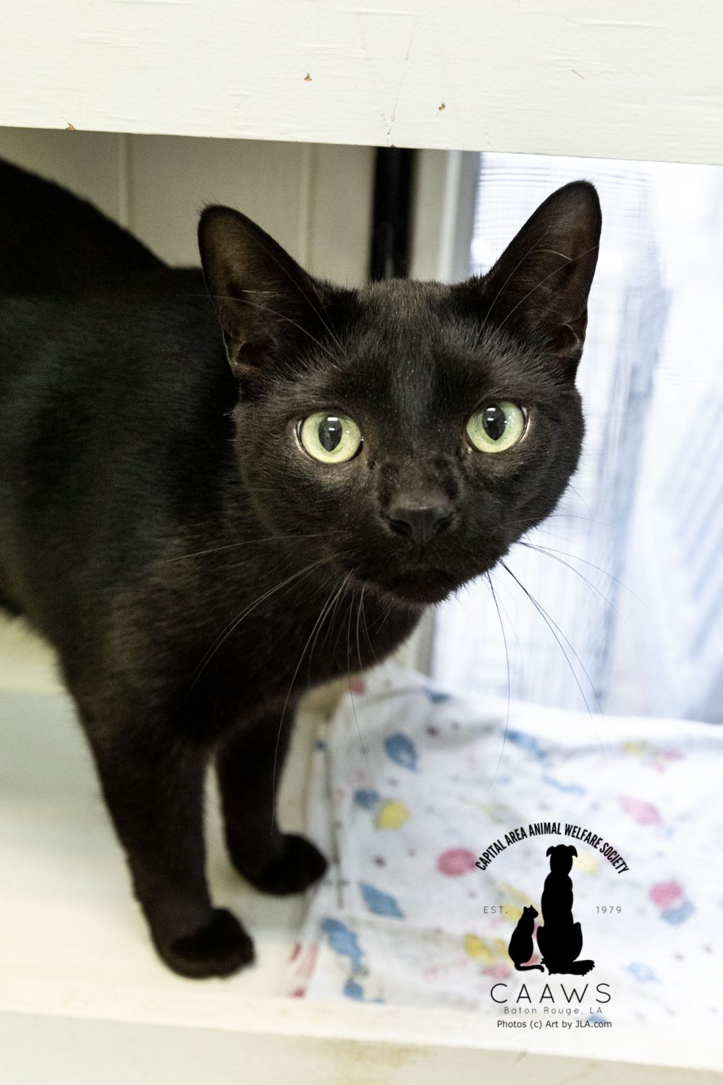 Cats for Adoption in Baton Rouge Get a Pet from the CAAWS Shelter