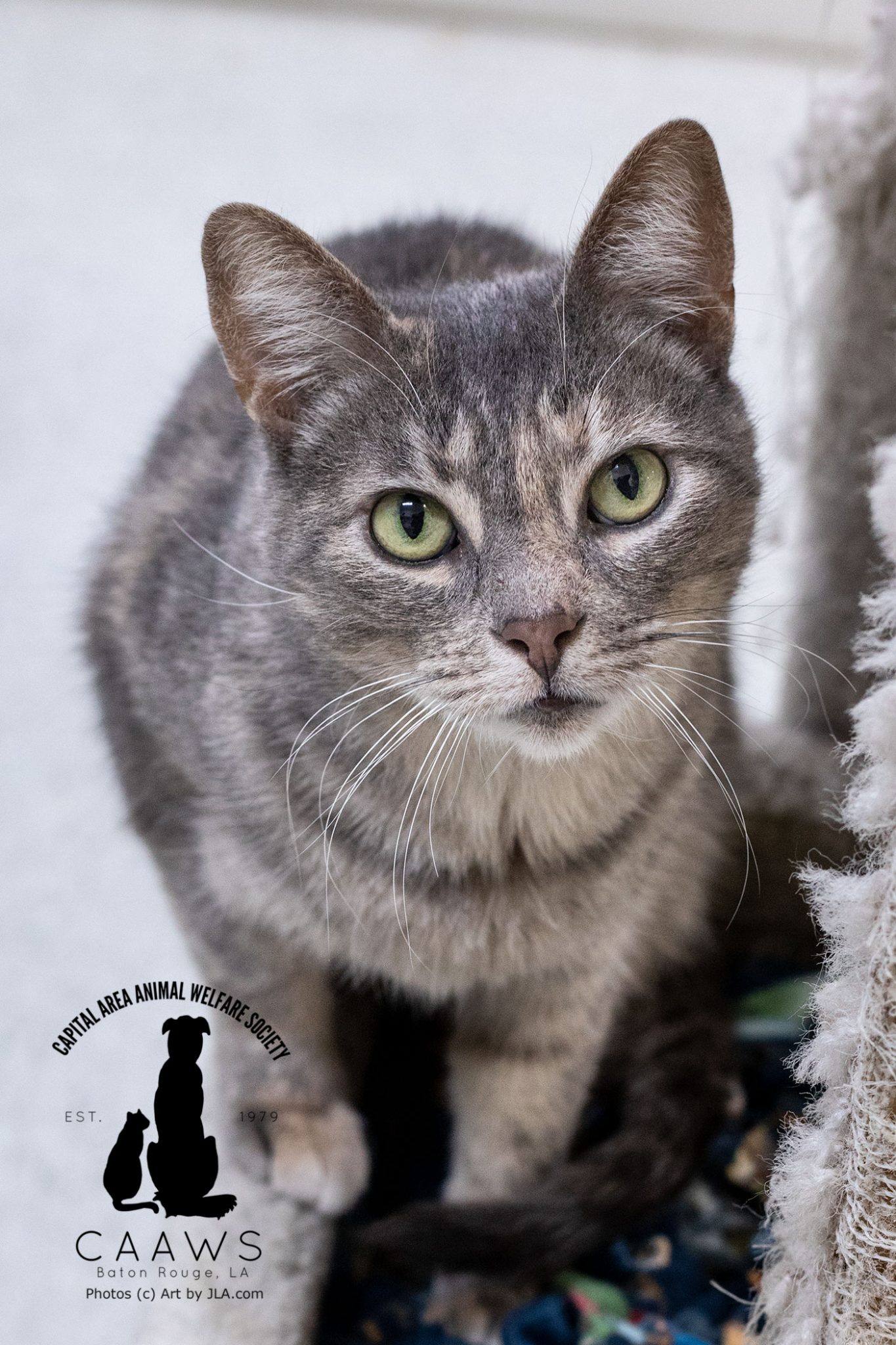 Cats for Adoption in Baton Rouge Get a Pet from the CAAWS Shelter