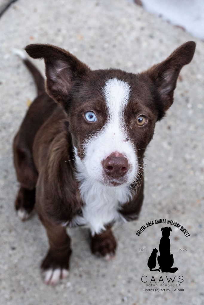 Dogs for Adoption in Baton Rouge Get a Pet from the CAAWS