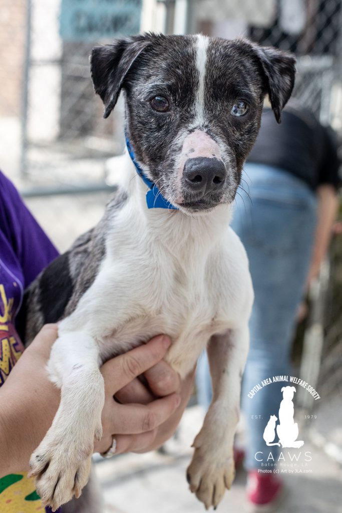 Dogs for Adoption in Baton Rouge Get a Pet from the CAAWS Shelter