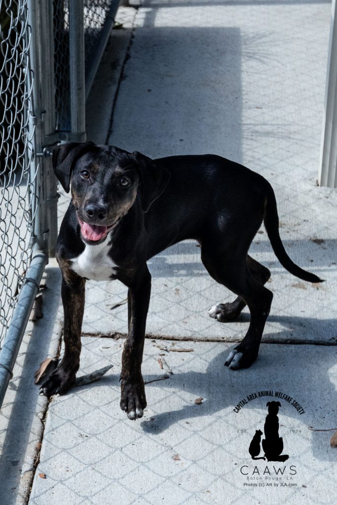 Dogs for Adoption in Baton Rouge Get a Pet from the CAAWS