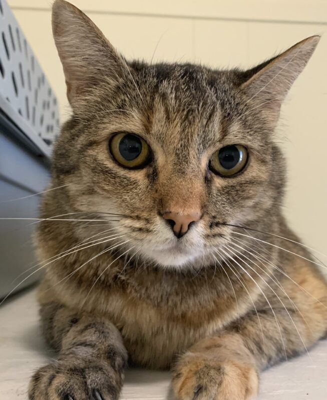 Cats for Adoption in Baton Rouge Get a Pet from the CAAWS Shelter