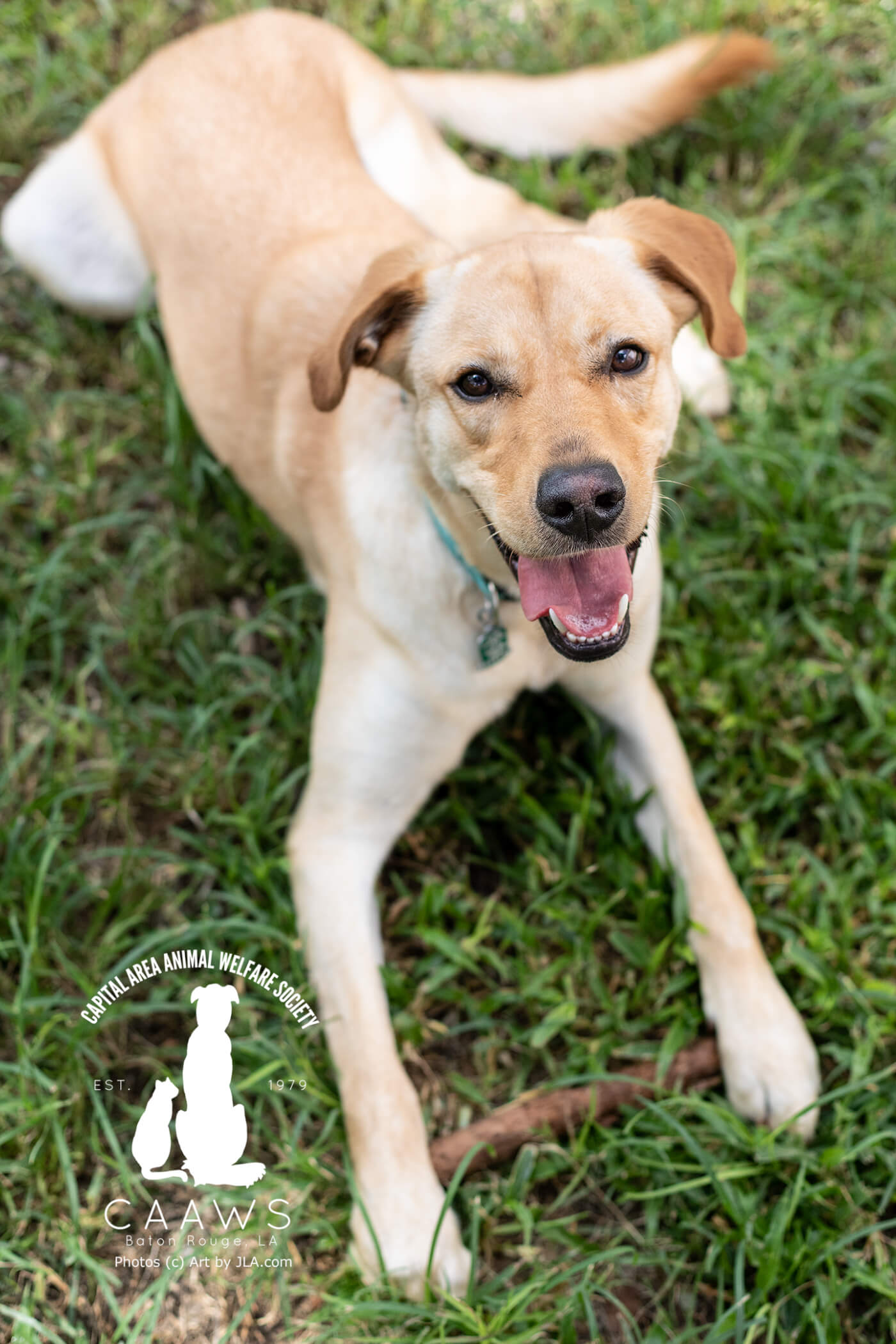 Dogs for Adoption in Baton Rouge Get a Pet from the CAAWS Shelter
