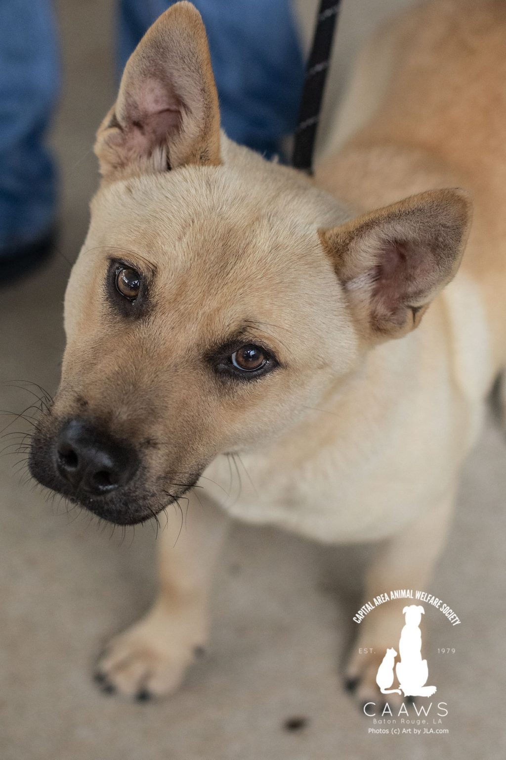 Dogs for Adoption in Baton Rouge Get a Pet from the CAAWS Shelter