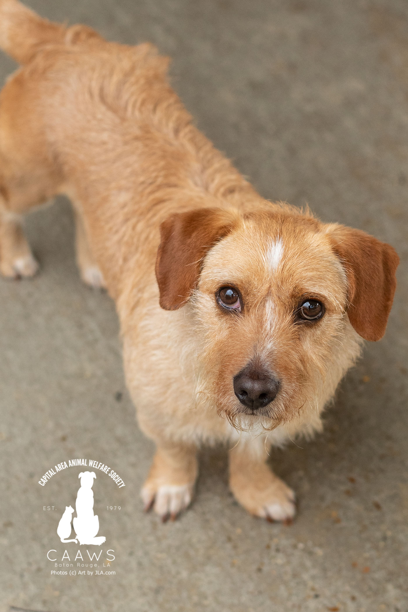 Dogs for Adoption in Baton Rouge Get a Pet from the CAAWS