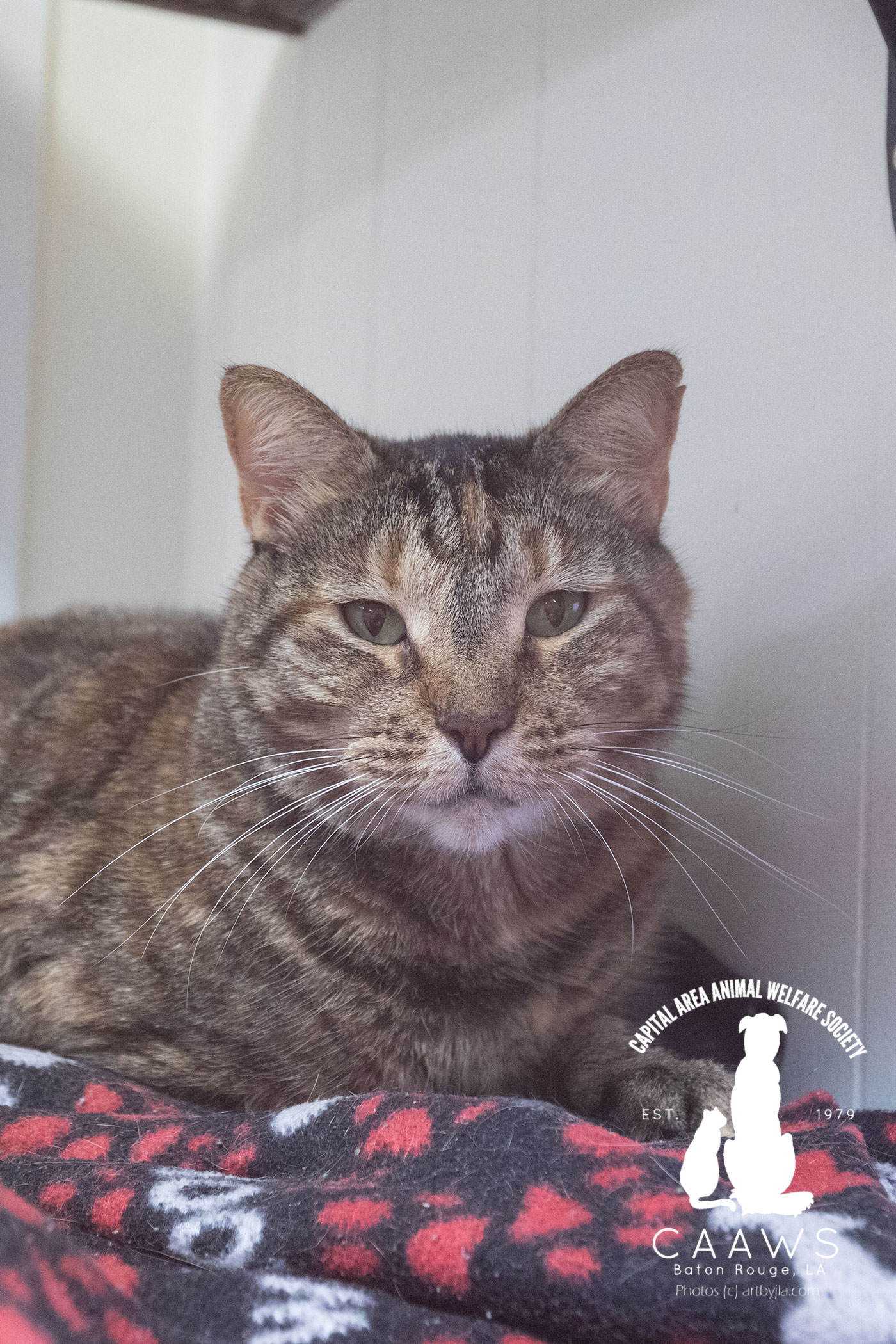 Cats for Adoption in Baton Rouge Get a Pet from the CAAWS Shelter