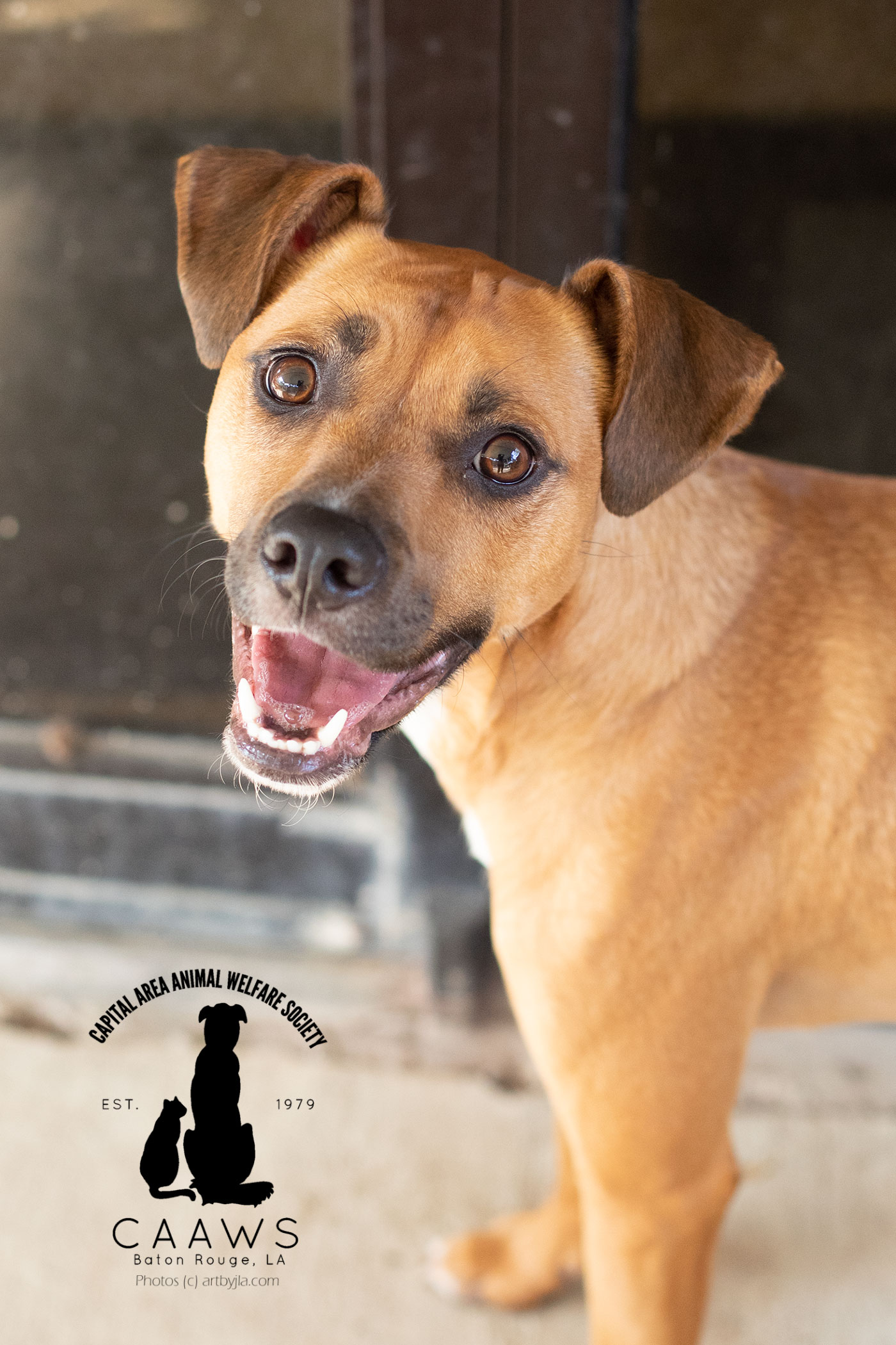 Dogs for Adoption in Baton Rouge Get a Pet from the CAAWS Shelter