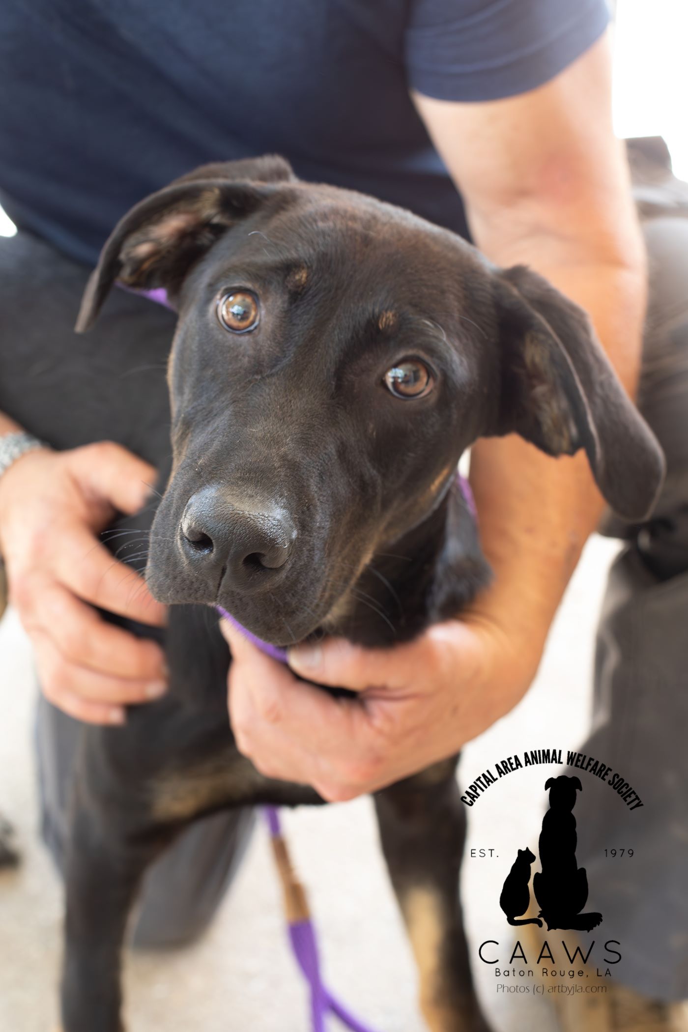 Dogs for Adoption in Baton Rouge Get a Pet from the CAAWS Shelter