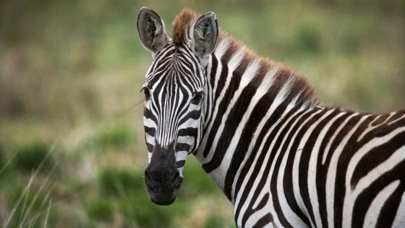 磊 La Cebra La "prima" del caballo