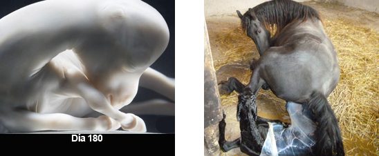 Periodo embrionario y fetal de la gestación de un frisón