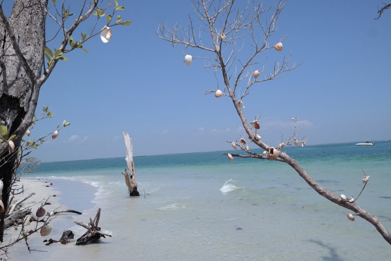 Boating To Cabbage Key And Cayo Costa Dolphins, Old Florida, And