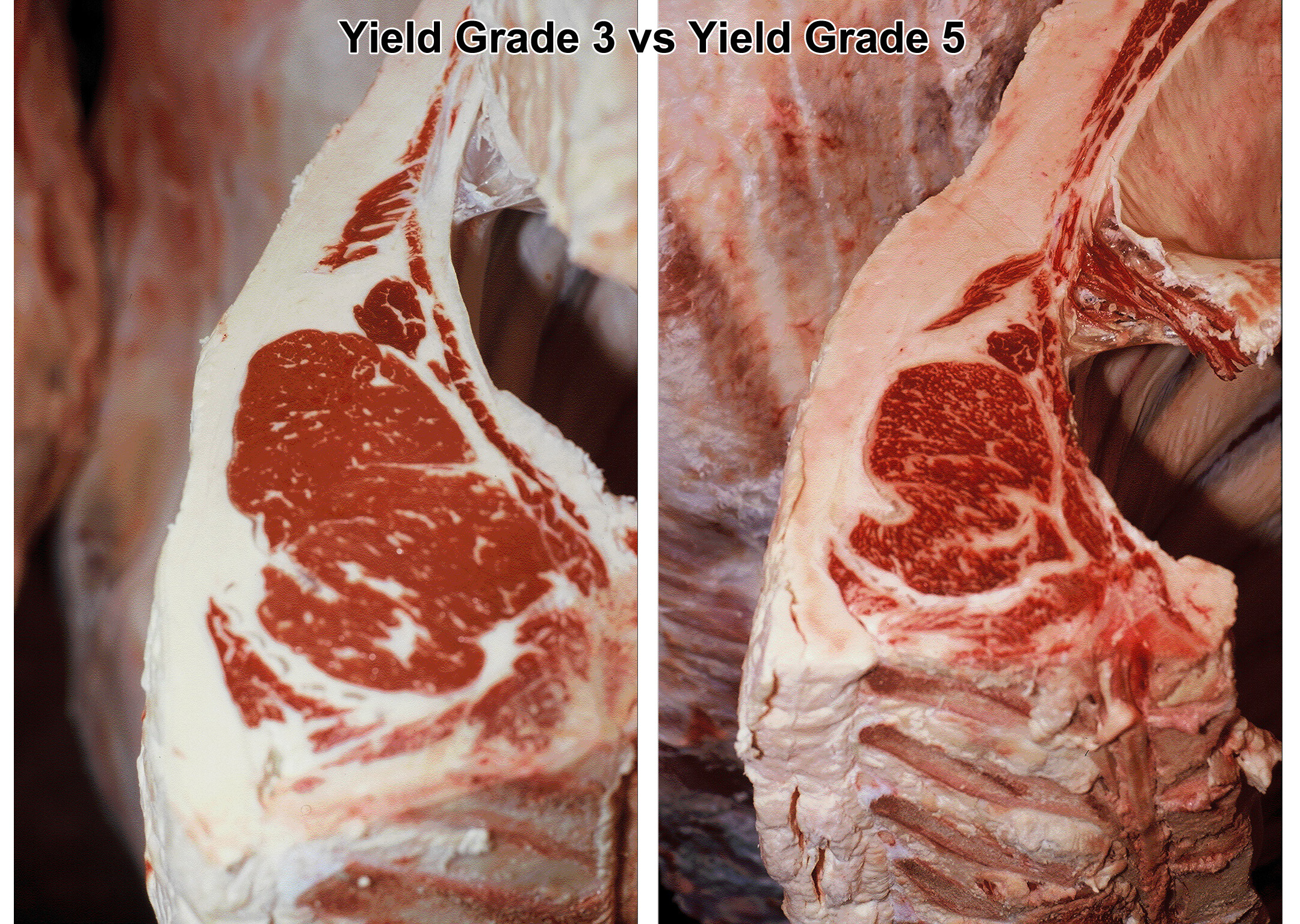Yield Grades in Beef (Eins, zwei, drei) CAB Cattle