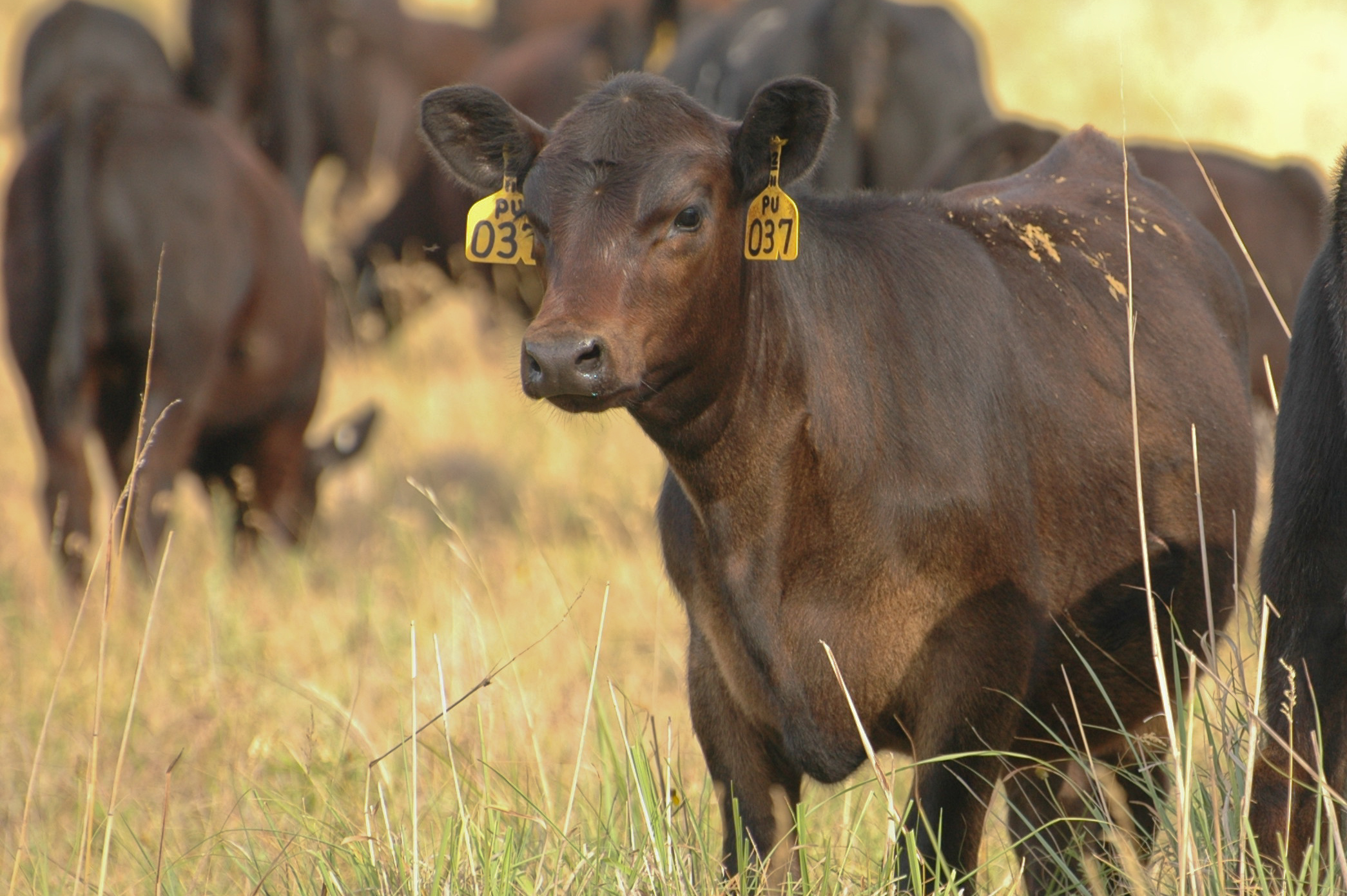 Angus to Limousin=Apples to oranges CAB Cattle