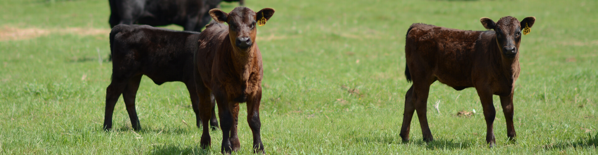 Yearling CAB Cattle