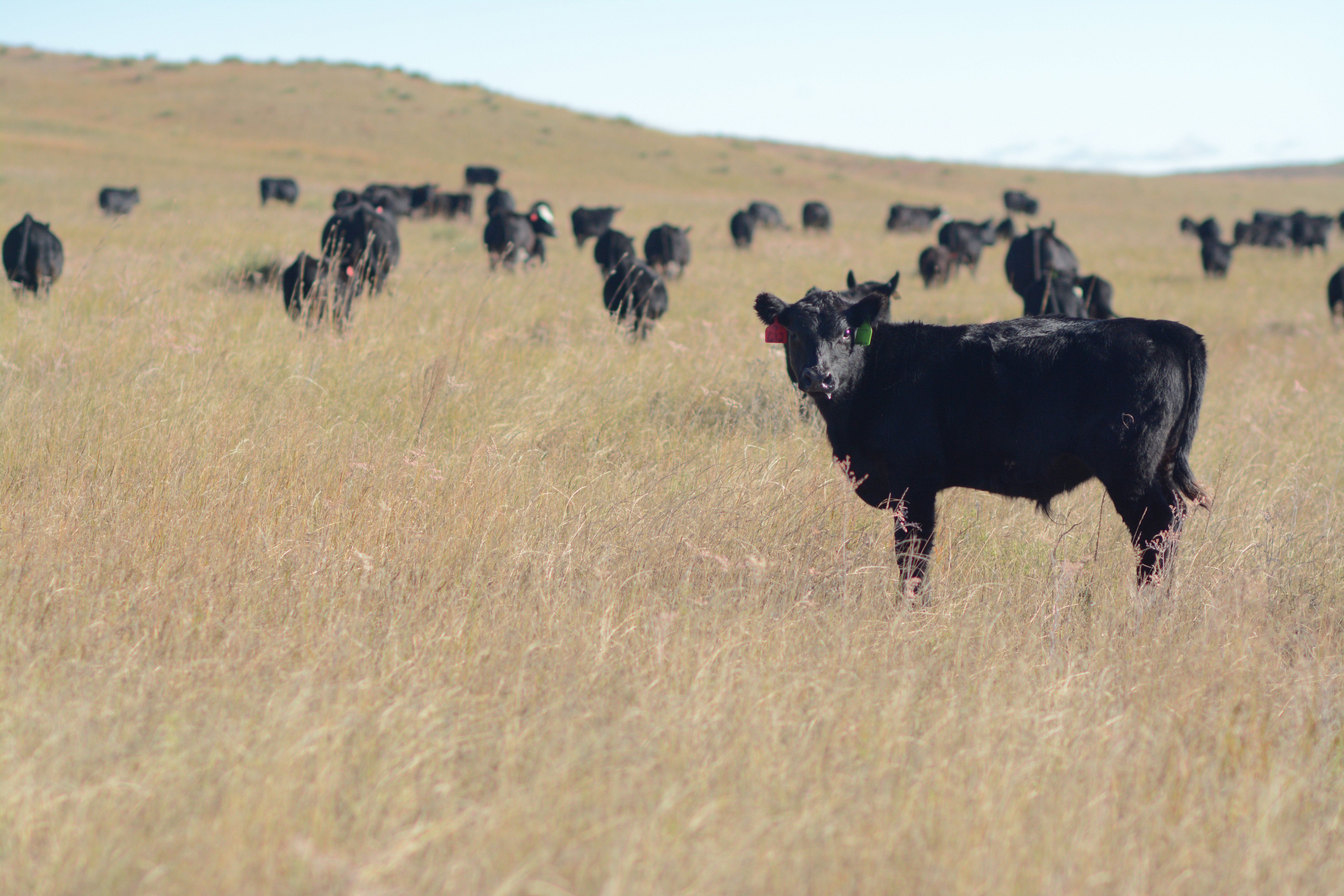 To add value to Angus calves, target this brand CAB Cattle