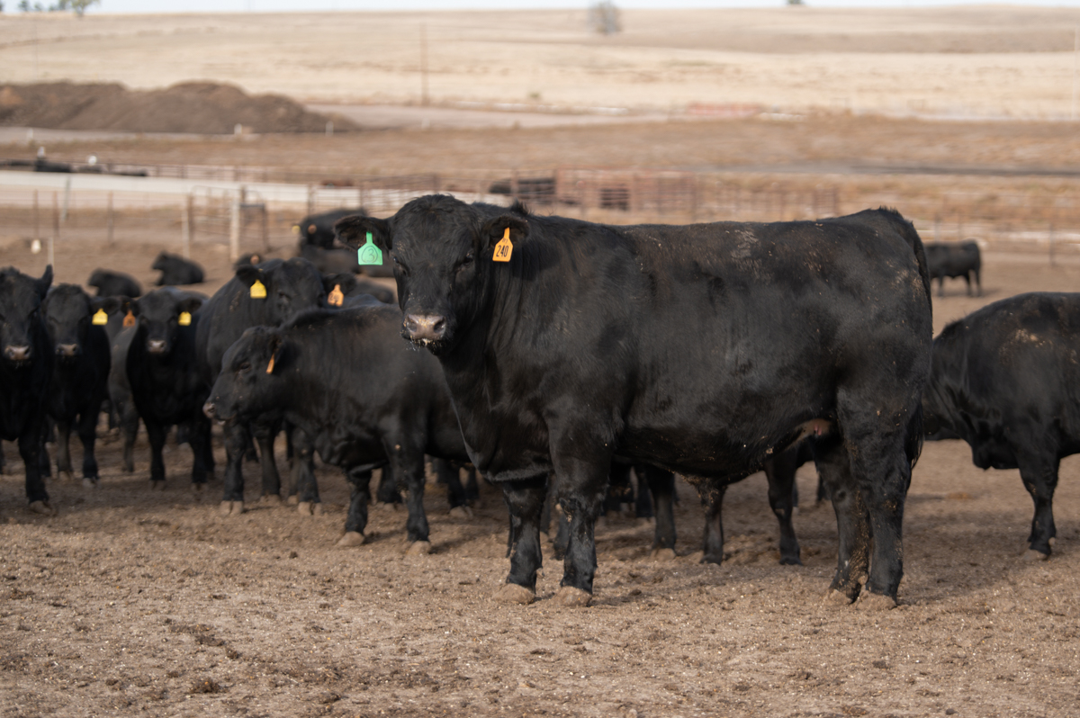 Feedlot Fundamentals Challenge Summer Quality Grade CAB Cattle
