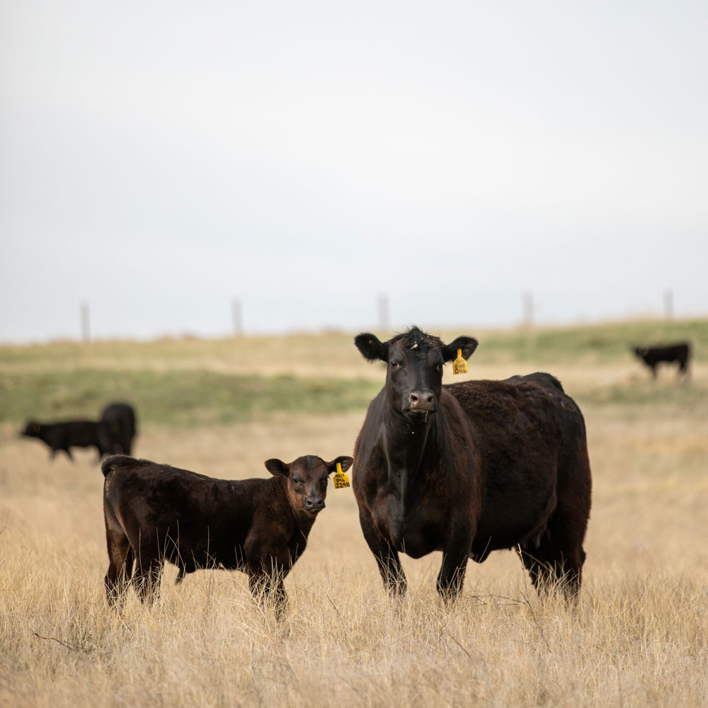 Larson Angus Ranch Earns CAB Seedstock Award CAB Cattle