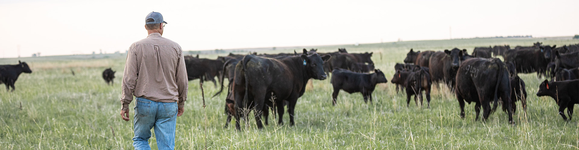 Nebraska Ranch Receives Certified Angus Beef Commercial Award CAB Cattle