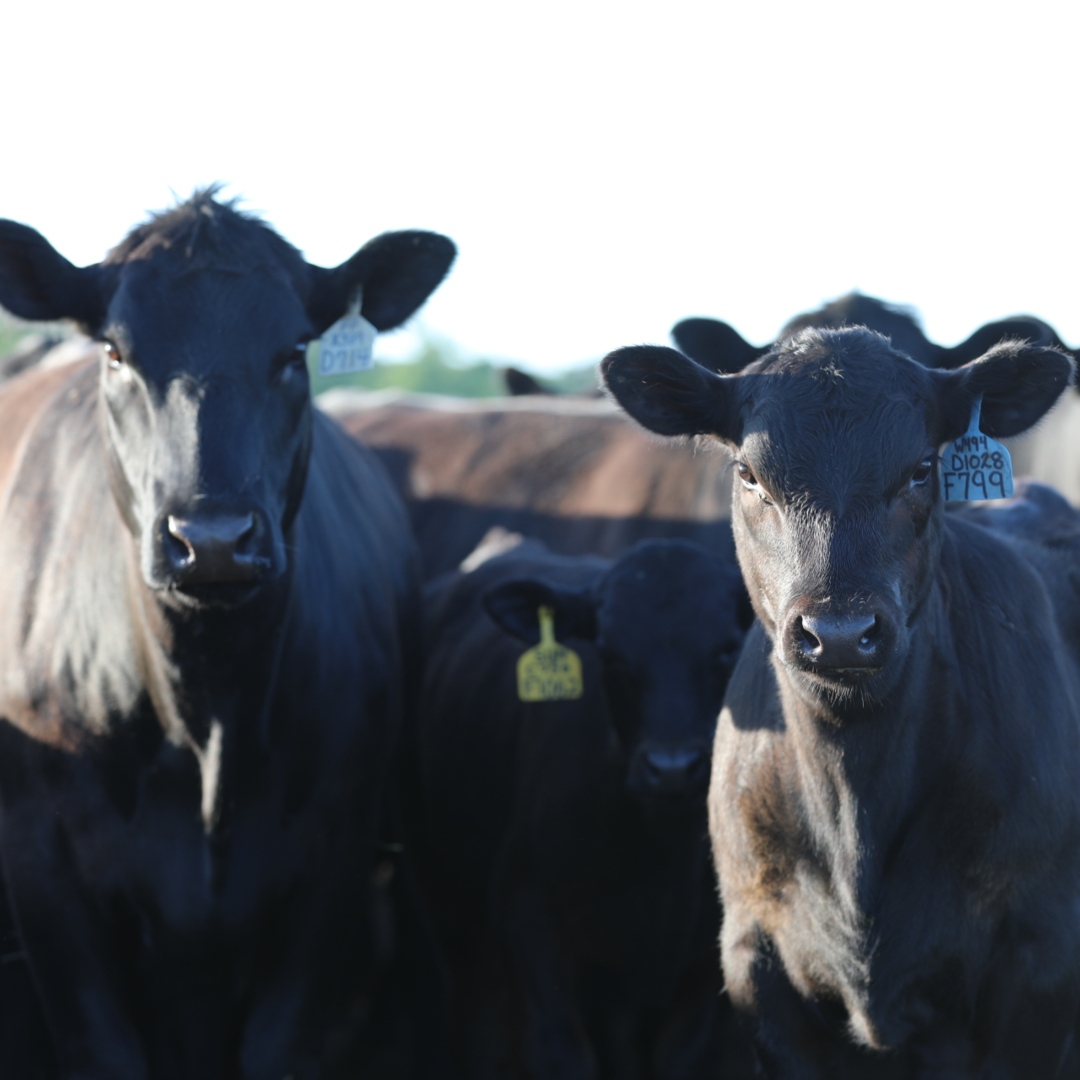 Trading Places CAB Cattle