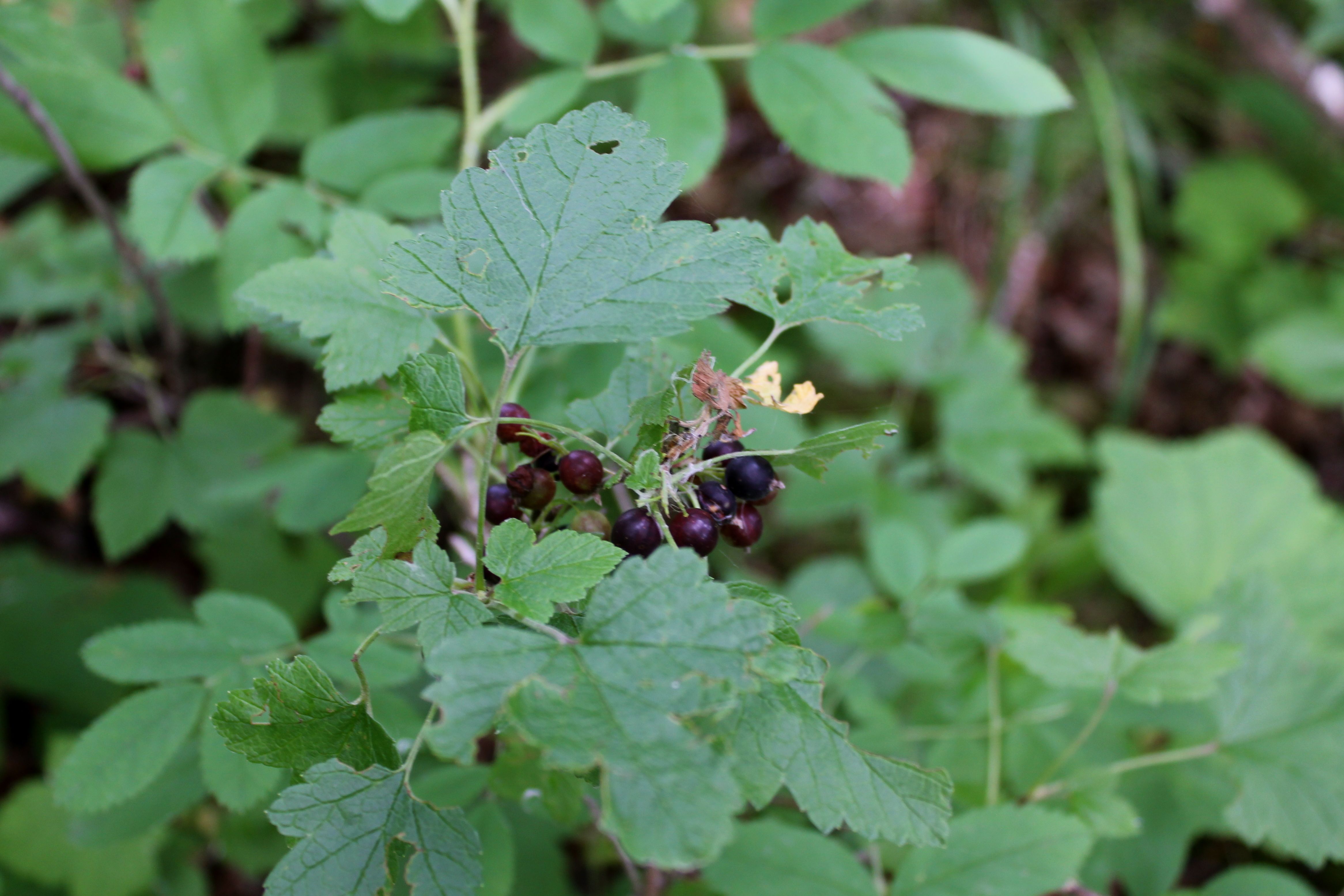 Swamp Red Currant, Northern Black Currant and the Canada Gooseberry