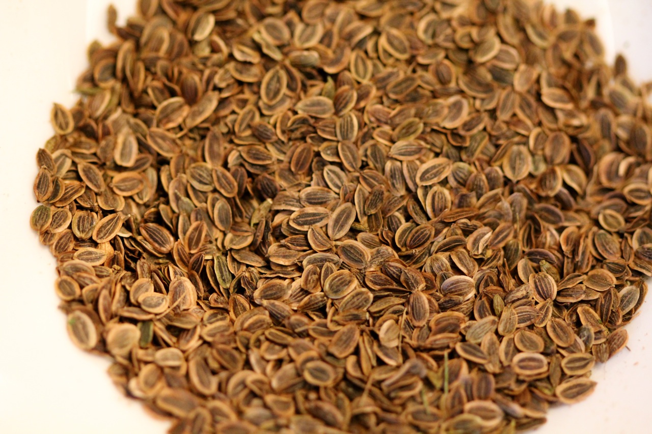 dill tea